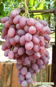Виноград Тайфи розовый в Борзяе