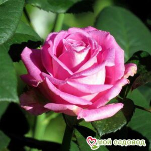 Роза чайно-гибридная Аква в Борзяе
