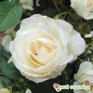 Роза Спрей белый в Борзяе