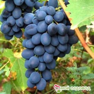 Ароматный и сладкий виноград “Августа” в Борзяе