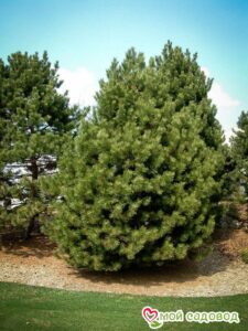 Сосна Чёрная (Pinus Nigra) в Борзяе