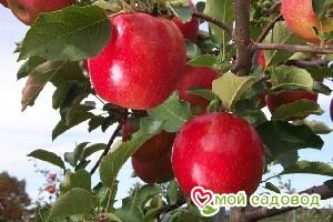 Яблоня Джонаголд в Борзяе