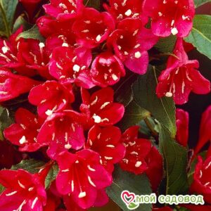 Вейгела цветущая “Ред Принц” в Борзяе