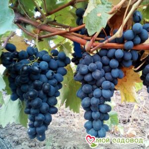 Виноград Молдова в Борзяе