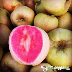 Яблоня Розовый жемчуг в Борзяе