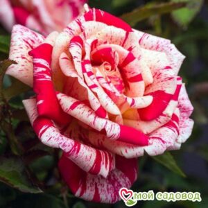 Роза чайно-гибридная Папагено в Борзяе