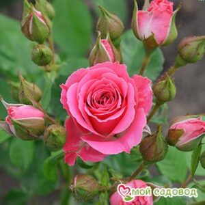 Роза Спрей розовый в Борзяе