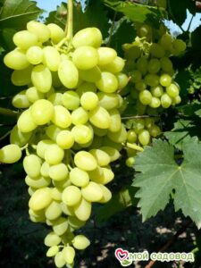 Виноград Осенний крупноплодный в Борзяе