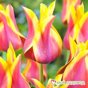 Тюльпан лилиецветный Баллада Дрим в Борзяе