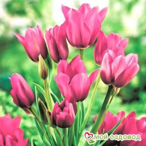 Тюльпан многоцветковый Пурпл Букет в Борзяе